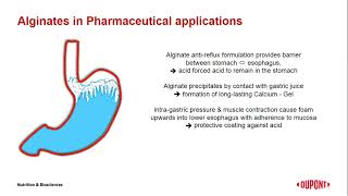 Sodium alginate raft strength to treat reflux disease  Nutrition amp Biosciences [upl. by Lindsay74]