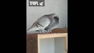 Bird No 102 MashAllah Breading Pair  Homer Racer Pigeon  Qasid Racer Kabootar  TFRPL 🕊️ [upl. by Giordano]