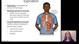 Lecture 20 Respiratory System [upl. by Barhos]