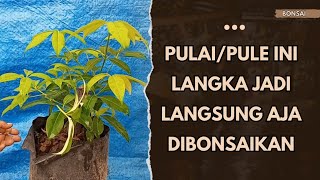 MENCOBA MEMBONSAI PULAIPULE HASIL STEKAN [upl. by Lyndel]