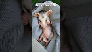 This family rescued a baby opossum from danger and gave it a warm home animalshorts [upl. by Rodrick]