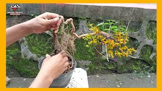 Membuat Bonsai Dari Akar  Before And After 5 [upl. by Neelhtakyram494]