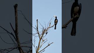 PIED HORNBILL BIRD [upl. by Eupheemia]