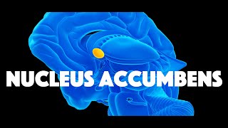 Nucleus Accumbens [upl. by Airres]