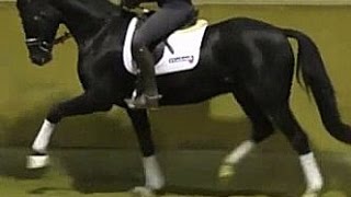 wwwsporthorsesonlinecom 2012 black Hanoverian dressage gelding for sale [upl. by Lleinnad]