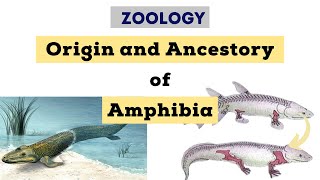 Origin and Ancestory of Amphibia  Zoology [upl. by Iralam]