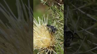 Leafcutter Bee visits Bristle Thistle [upl. by Allister280]