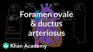 Foramen ovale and ductus arteriosus  Circulatory system physiology  NCLEXRN  Khan Academy [upl. by Iteerp]