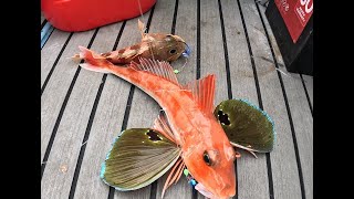 Gurnard and Snapper fishing NZ [upl. by Booma667]