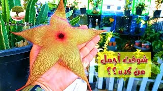 صبار نجمة البحر صاحب اجمل واكبر زهرة في عالم العصاريات  stapelia giganta [upl. by Rafter]