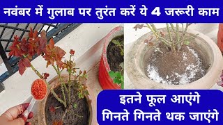 नवंबर में गुलाब पर तुरंत करें ये 4 जरूरी काम । How to care rose plant in November [upl. by Sotnas]