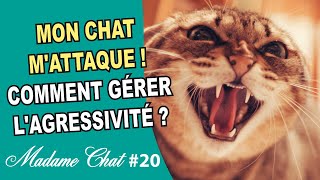 Mon chat mattaque  gérer l’agressivité [upl. by Ycniuq]