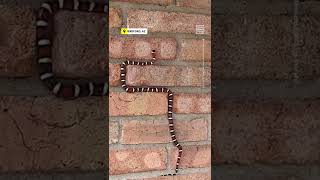 Impressssive Sonoran Mountain Kingsnake Slithers Up Wall 🐍 [upl. by Perren753]