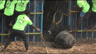 ஜல்லிக்கட்டு 2023  Jallikattu 2023 [upl. by Zeke]