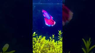 Betta fish best aquarium setup youtubeshorts bettafish shorts [upl. by Ruzich]