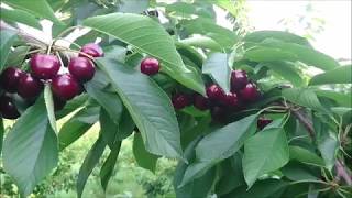 Lapins Cherries Harvest Season 2017 [upl. by Solohcin545]