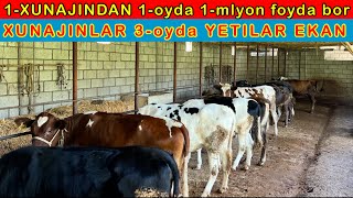 XUNAJIN YEMLAB ZOR FOYDA OLAYOTGAN DEXQON 3oyda YETILADI [upl. by Anjela]