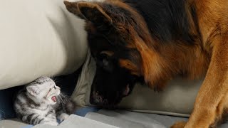 Foster Kitten Overcomes Fear Of German Shepherds And Bonds In Unlikely Friendship [upl. by Animsaj629]