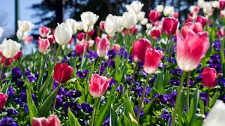 Tulip Time Flower Festival 2024  Bowral NSW [upl. by Lonna]