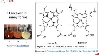 The Electron Transport Chain Part 2 of 4 Complex II  SuccinateQ Reductase [upl. by Ettenuj]