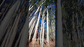 Gumtree grove in Adelaide Hills [upl. by Assirrec733]