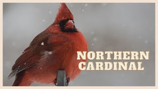 Listen to a special northern cardinal call [upl. by Bunni507]