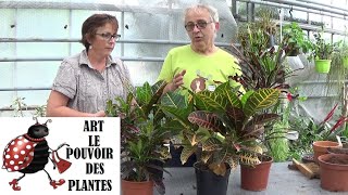 Conseil jardinage Croton Entretien et arrosage Plante verte [upl. by Annaihr267]