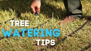 Tree Watering Tips  How to Properly Water your Trees [upl. by Donetta]