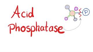 Acid Phosphatase  Lab Test 🧪  What’s the Use [upl. by Bertle511]