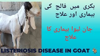 Faalij ka ilaj  Listeriosis disease treatment goatmedicine goatfarming [upl. by Gnauq]