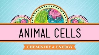 Eukaryopolis  The City of Animal Cells Crash Course Biology 4 [upl. by Artined]