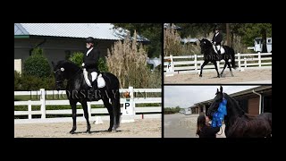 Registered Black Friesian DressageClassical RidingShow Gelding For Sale [upl. by Ecirp]