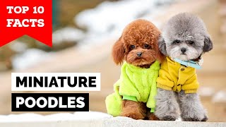 Miniature Poodle  Top 10 Facts [upl. by Sesmar]