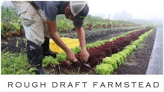 How To Grow Lettuce in Summer NoTill [upl. by Tloh]