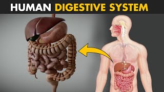 Human Digestive System  How it works  Its parts and functions [upl. by Bushore]