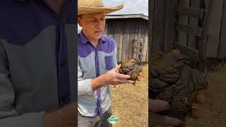 Análise de Fezes agro gado roçadicas sitio fazenda vaca nutrição boi pecuaria viralvideo [upl. by Aicelef417]