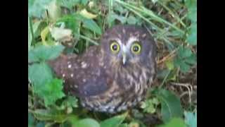 Morepork [upl. by Haland]