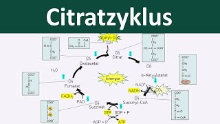 Citratzyklus  Zellatmung 46  Biologie Oberstufe [upl. by Luelle]