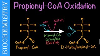 PropionylCoA Oxidation  Biochemistry [upl. by Anadroj645]