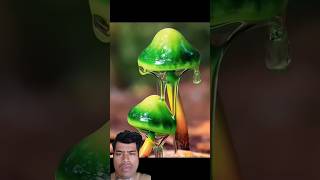 various types of mushrooms in the world shorts viralvideo trending fyp [upl. by Buhler]