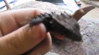 Crocodile skink annoyance vocalizations  Tribolonotus gracilis sonido [upl. by Sigismundo416]