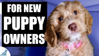 Your Complete First Week Puppy Training Plan [upl. by Ydualc]