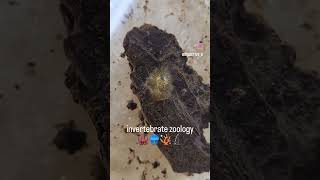 invertebrate zoology lab course  little highlights P [upl. by Allez972]