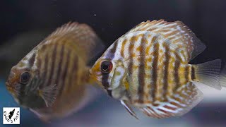 Discus Unboxing amp Acclimation [upl. by Noraed169]