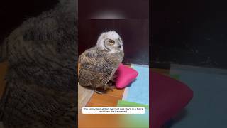 This family rescued an owl that was stuck in a fence and then this happened animalshorts [upl. by Ardnwahs]