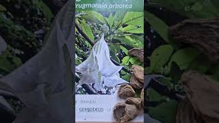 Brugmansia arborea the angels trumpet plant seeds flowers plants seeds [upl. by Yevette234]