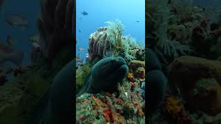 Beautiful Moray EEL Amed Bali nature wildlife gopro ocean fyp video [upl. by Bascomb]