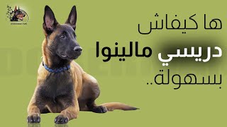 Comment dresser un Malinois  كيفية تدريب المالينو [upl. by Eisso]