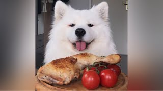 ASMR Dog Eating Roasted Chicken [upl. by Solly609]