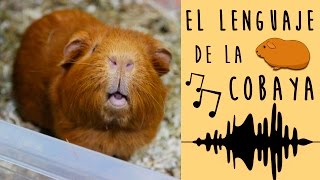 🎶 EL LENGUAJE DEL COBAYA  CUYO 🐹 SONIDOS y COMPORTAMIENTOS de los COBAYAS  CUYOS y su SIGNIFICADO [upl. by Akcirederf]